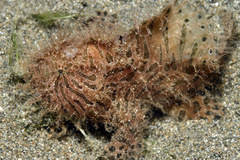 Antennarius hispidus
