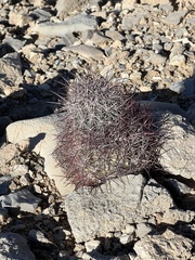 Echinomastus johnsonii