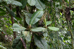 Ardisia