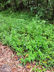 Mitracarpus polygonifolius