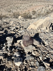 Echinomastus johnsonii