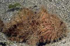 Antennarius hispidus