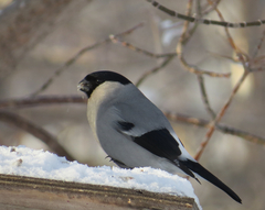 Pyrrhula pyrrhula cineracea
