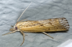 Neodactria luteolellus