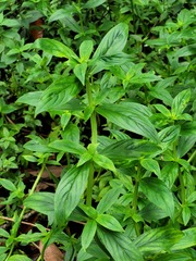 Mitracarpus polygonifolius