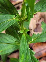 Mitracarpus polygonifolius