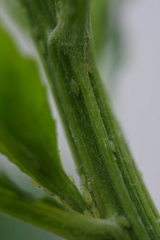 Uroleucon erigeronense