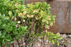 Pseudocercospora destructiva