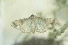 Peribatodes rhomboidaria