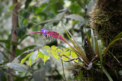 Wallisia pretiosa