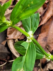 Mitracarpus polygonifolius