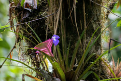 Wallisia pretiosa