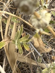 Buddleja scordioides