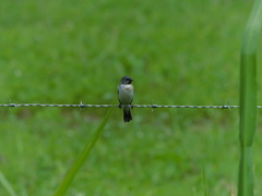 Sporophila telasco