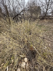 Buddleja scordioides