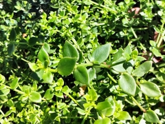 Crassula sarmentosa