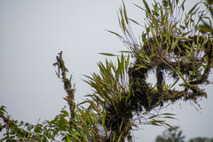 Pleurothallis ruscifolia