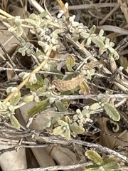 Buddleja scordioides