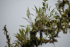 Pleurothallis ruscifolia