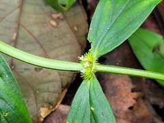 Mitracarpus polygonifolius