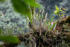 Pleurothallis ruscifolia