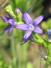 Triodanis perfoliata