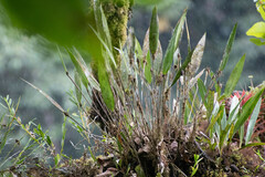 Pleurothallis ruscifolia