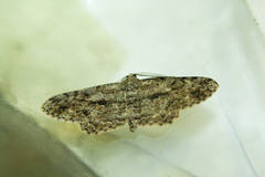 Peribatodes rhomboidaria