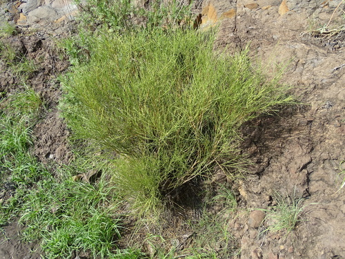 Retama rhodorhizoides (Retama rhodorhizoides)