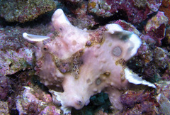 Antennarius maculatus