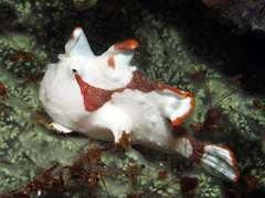 Antennarius maculatus