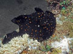 Antennarius maculatus
