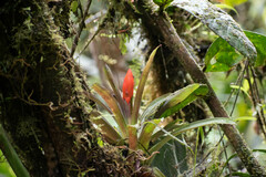 Guzmania jaramilloi