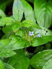 Spermacoce alata