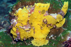 Antennarius maculatus