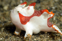 Antennarius maculatus