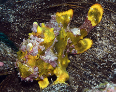 Antennarius maculatus