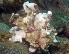 Antennarius maculatus