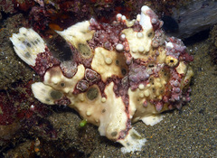 Antennarius maculatus