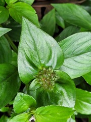 Spermacoce alata