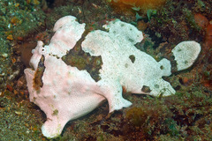 Antennarius maculatus