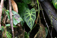 Philodendron verrucosum