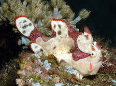 Antennarius maculatus