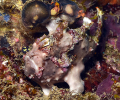 Antennarius maculatus