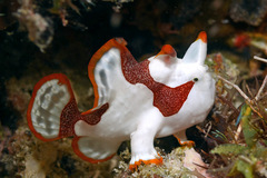 Antennarius maculatus