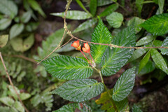 Begonia longirostris