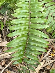 Nephrolepis biserrata