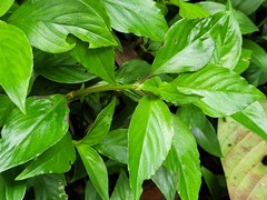 Spermacoce alata