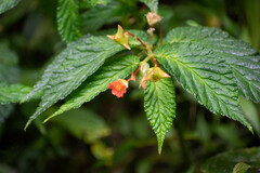 Begonia longirostris