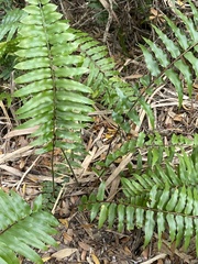 Nephrolepis biserrata